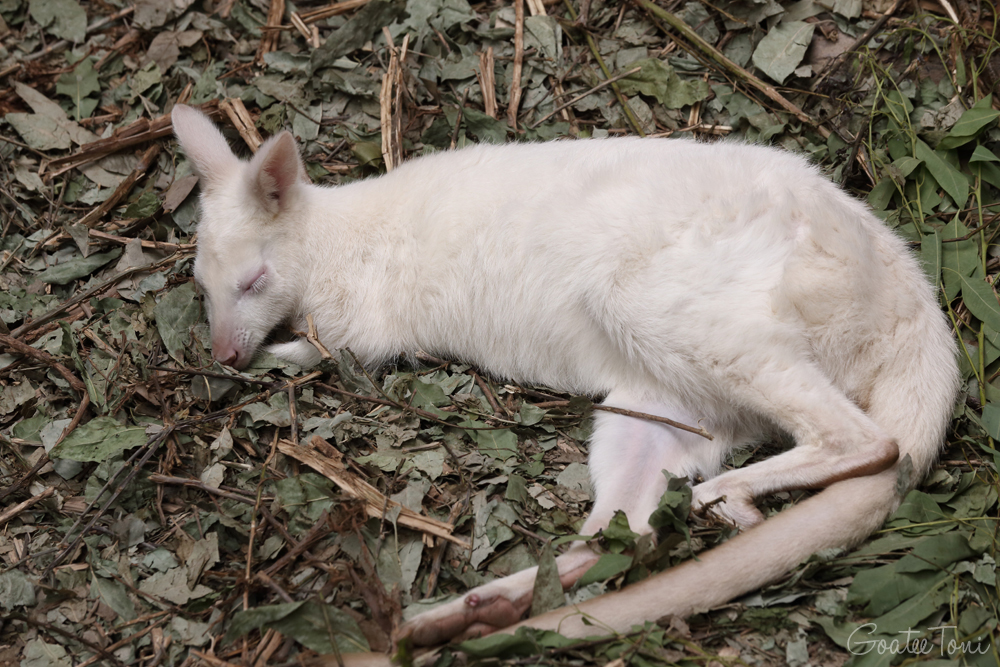 Albino Red-necked wallaby