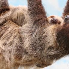 Two-toed sloths. mother and infant