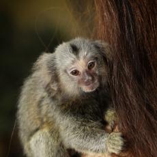 Common marmoset baby