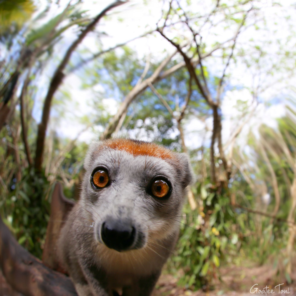 Crowned lemur, Madagascar