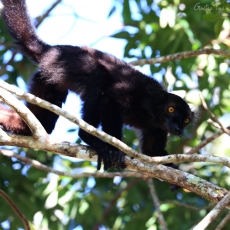 Black lemur, Madagascar