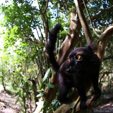 Black lemur, Madagascar
