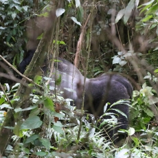 Mountain gorilla, Uganda