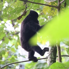 Mountain gorilla, Uganda