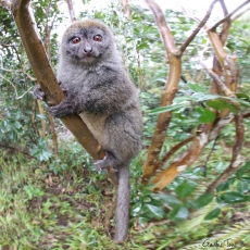 Bamboo lemur, Madagascar