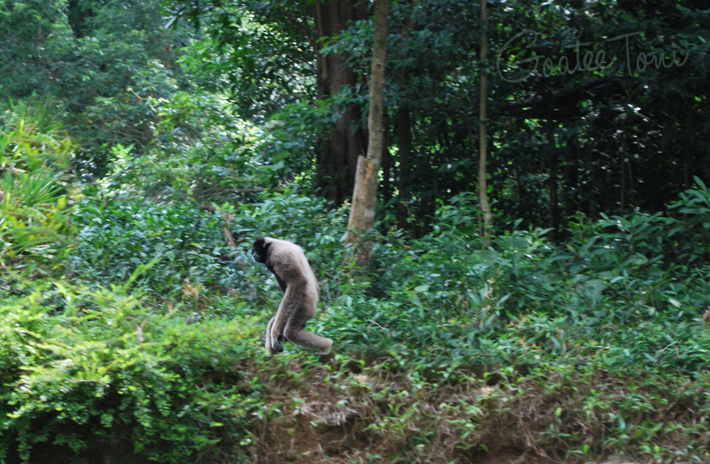 Gibbon walks upright