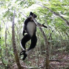 Indri, Madagascar