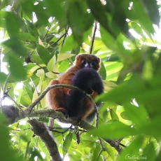 Greater bamboo lemur, Madagascar