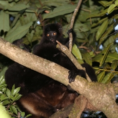 Milne-Edwards' sifaka, Madagascar