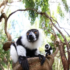 Black-and-white ruffed lemurs, Madagascar
