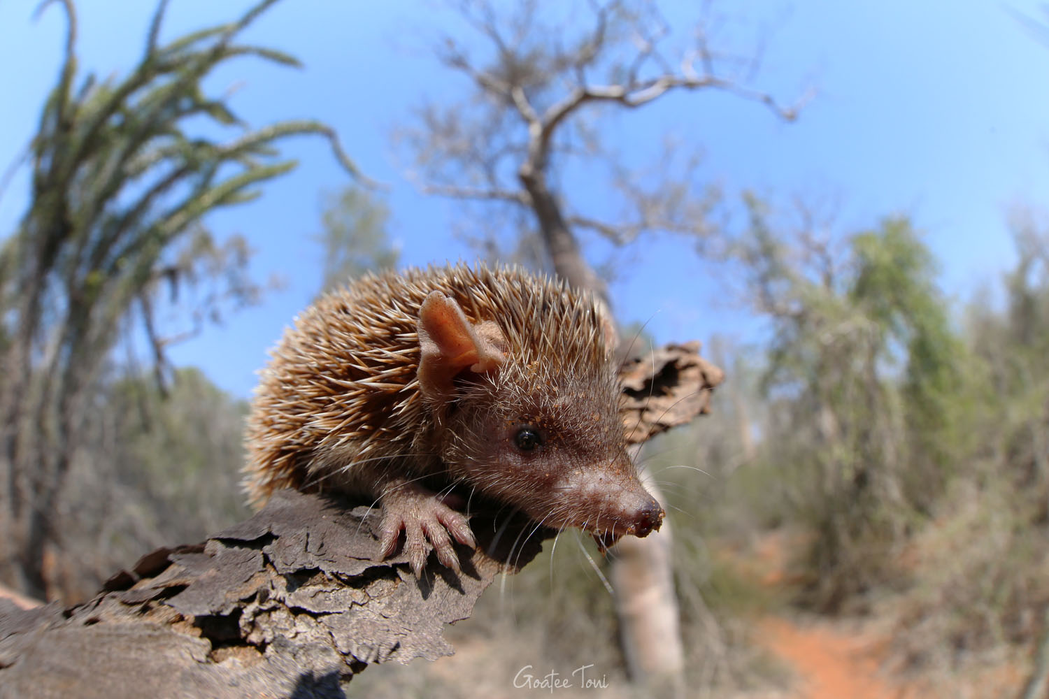 Lesser hedgehog tenrec, Madagascar