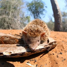 Lesser hedgehog tenrec, Madagascar