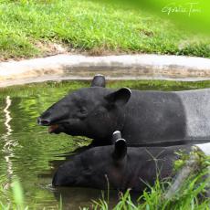 Malayan tapirs