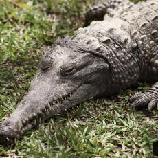 Freshwater crocodile, Australia