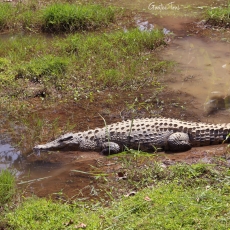 Nile crocodile, Madagascar