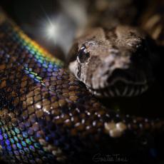 Boa constrictor, iridescent sheen