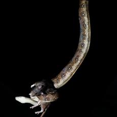 Boa constrictor preys on rat