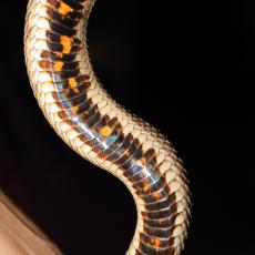 Western hognose snake belly