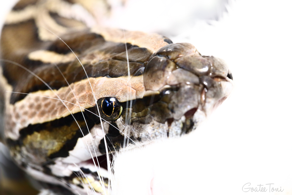 Burmese python swallowing prey