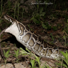 Burmese python swallowing prey, Hong Kong