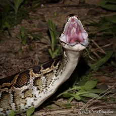 Burmese python swallowing prey, Hong Kong