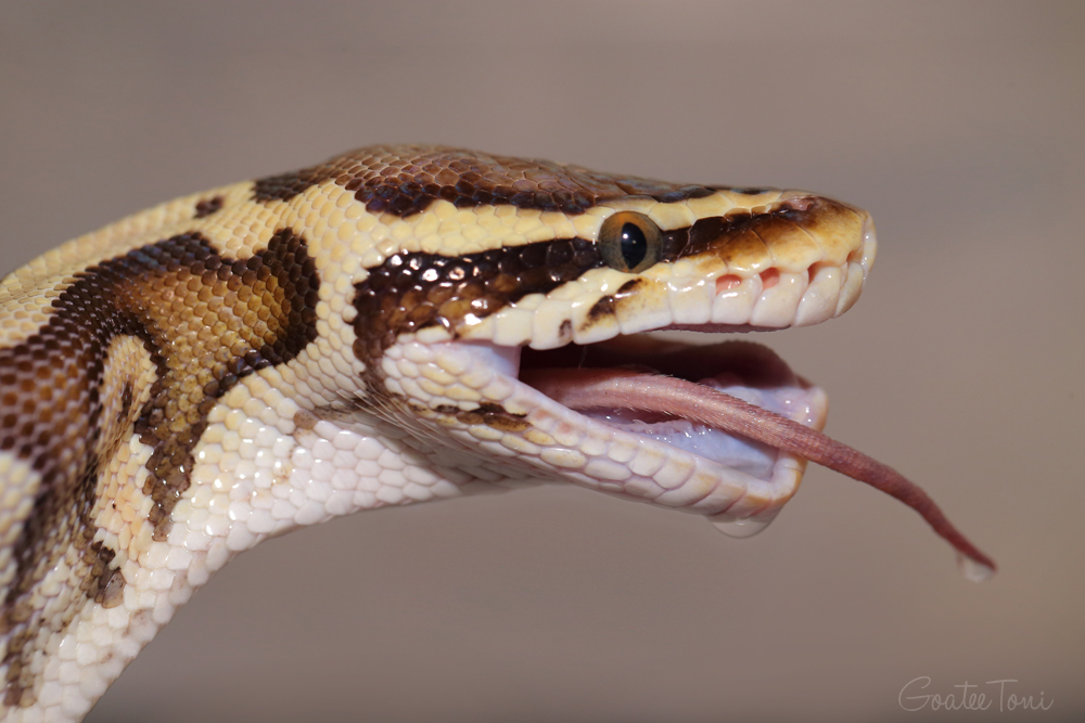 Royal python swallowing prey