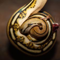 Reticulated python 
