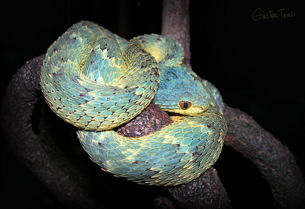 The Reptile Report - The variable bush viper (Atheris squamigera) is an  almost dragon-like venomous snake species found in a variety of colors  across their range in West and Central Africa. Photo
