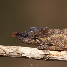 Lance-nosed chameleon, female, Madagascar