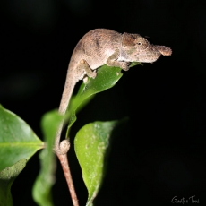 Nose-horned chameleon, Madagascar