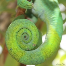 Parson's chameleon, Madagascar