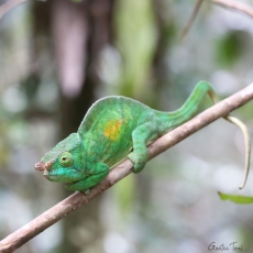 Parson's chameleon, Madagascar