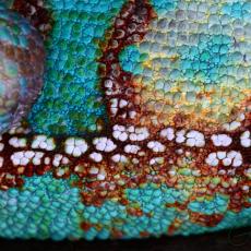 Veiled chameleon body close up