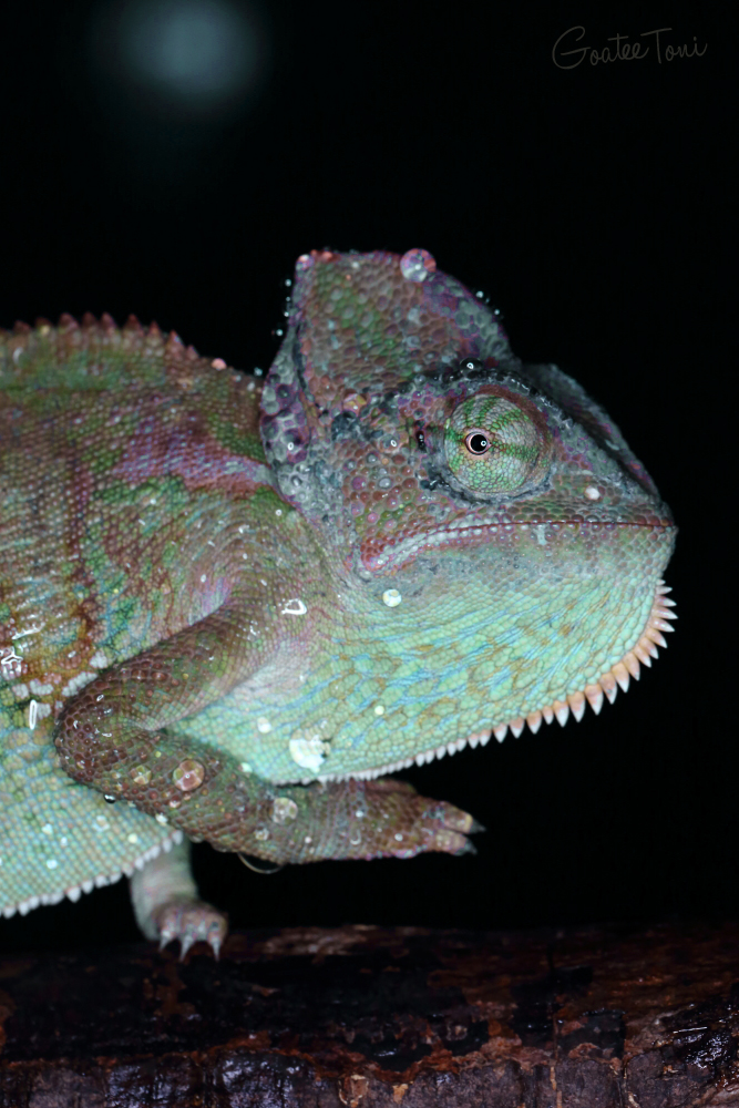 Veiled chameleon close up