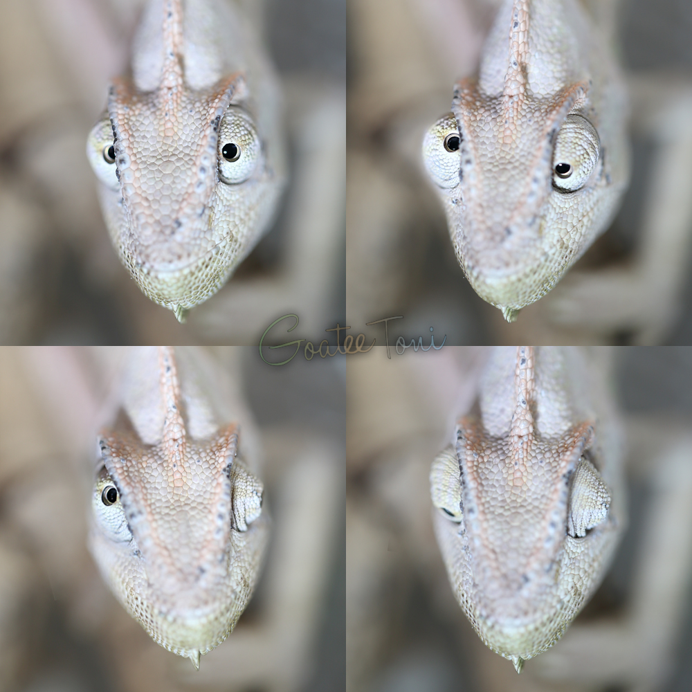 Veiled chameleon eyes