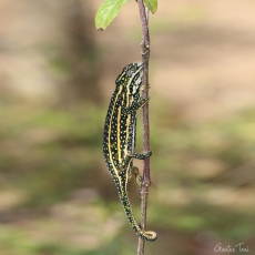 Jewelled chameleon, Madagascar
