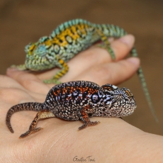 Carpet chameleon, Madagascar
