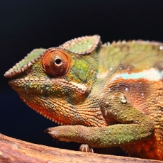 Panther chameleon, Madagascar