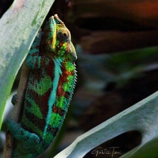 Panther chameleon, Madagascar