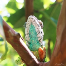 Warty chameleon, Madagascar