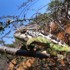 Warty chameleon, Madagascar