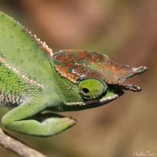 Canopy chameleon, Madagascar