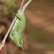 Canopy chameleon, Madagascar