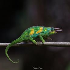 Johnston's chameleon, Uganda