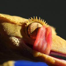 New Caledonian crested gecko licks own eye