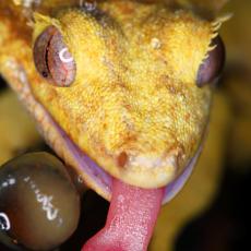 New Caledonian crested gecko tongue