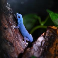Electric blue day gecko