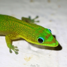 Gold dust day gecko, Madagascar