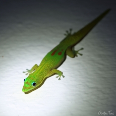 Gold dust day gecko, Madagascar