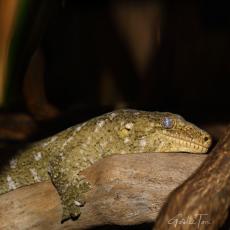 New Caledonian Leach's giant gecko